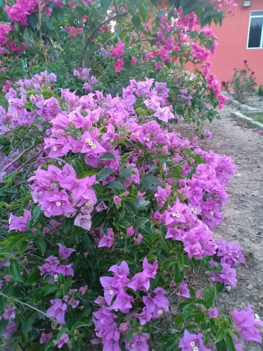 Homestay Adu Picture 9