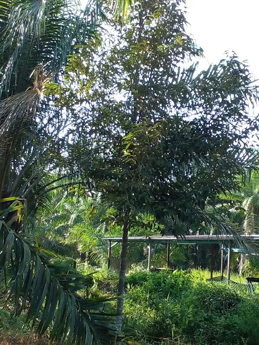 Homestay Bagan Terap Orchard (BTO) Picture 1