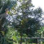 Homestay Bagan Terap Orchard (BTO)