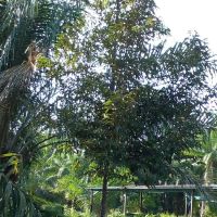 Homestay Bagan Terap Orchard (BTO) ico
