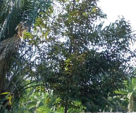 Homestay Bagan Terap Orchard (BTO)