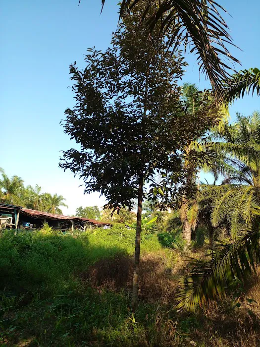 Homestay Bagan Terap Orchard (BTO) Picture 5