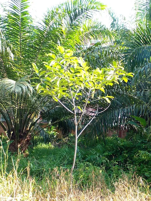 Homestay Bagan Terap Orchard (BTO) Picture 7