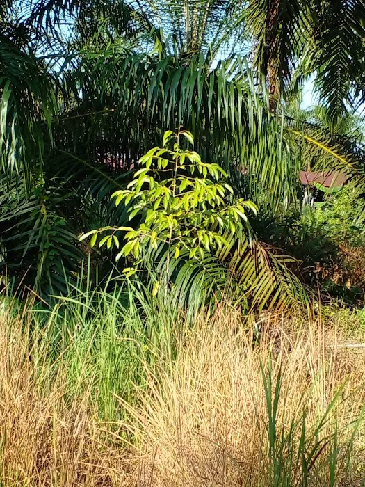 Homestay Bagan Terap Orchard (BTO) Picture 6