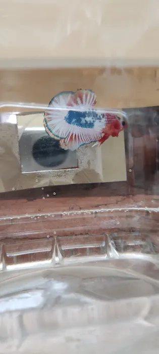 Lie Betta Farm Picture 2