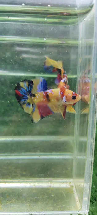 Lie Betta Farm Picture 3