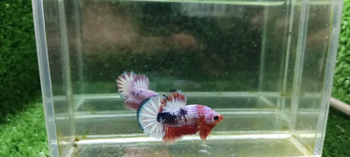 Lie Betta Farm Picture 4