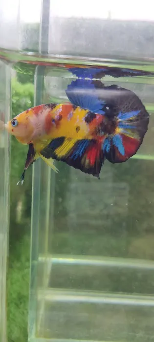 Lie Betta Farm Picture 8