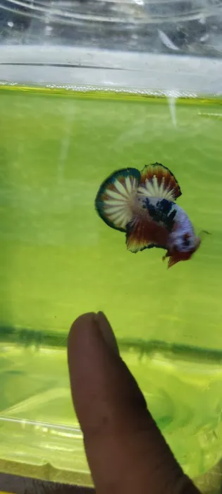 Lie Betta Farm Picture 7