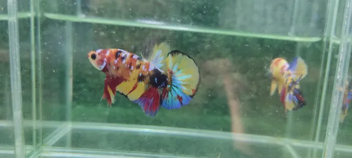 Lie Betta Farm Picture 10