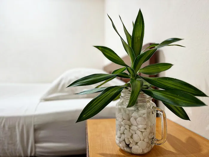 Town Inn Hotel - Rainforest Picture 5