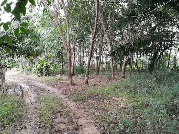 Penginapan D'Maisuri Picture 2