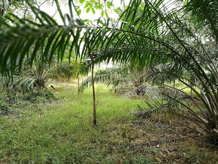 Penginapan D'Maisuri Picture 4