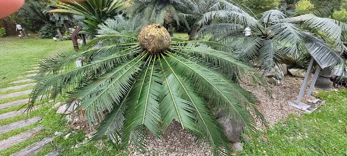 Cycad and Bamboo Collection Picture 2
