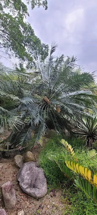 Cycad and Bamboo Collection Picture 1