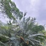 Cycad and Bamboo Collection
