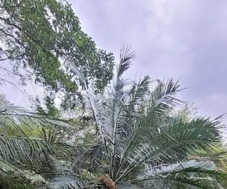 Cycad and Bamboo Collection