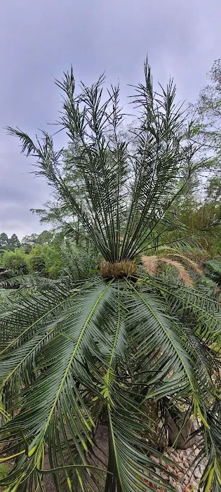 Cycad and Bamboo Collection Picture 8
