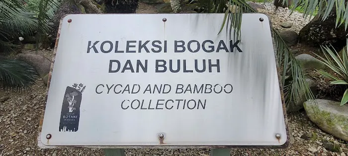 Cycad and Bamboo Collection Picture 6