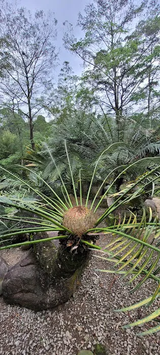 Cycad and Bamboo Collection Picture 3