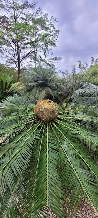 Cycad and Bamboo Collection Picture 5