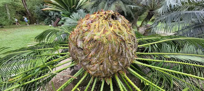 Cycad and Bamboo Collection Picture 4