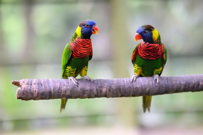 KL Bird Park Picture 5
