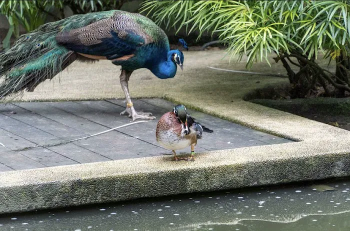 KL Bird Park Picture 2