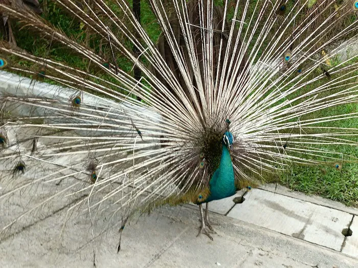 KL Bird Park Picture 9