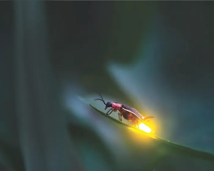 Firefly Picture 1