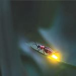 Firefly