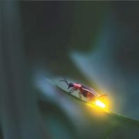Firefly ico