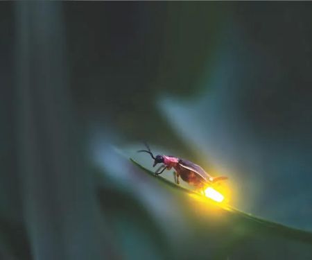Firefly