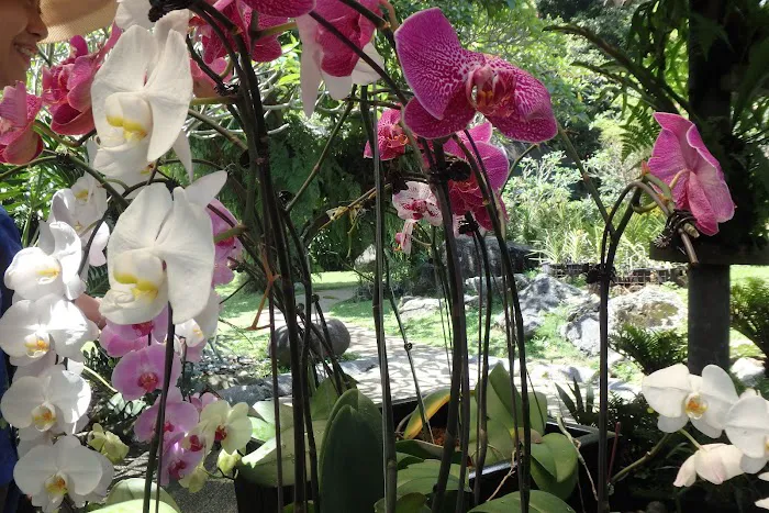 Orchid & Hibiscus Gardens Picture 2