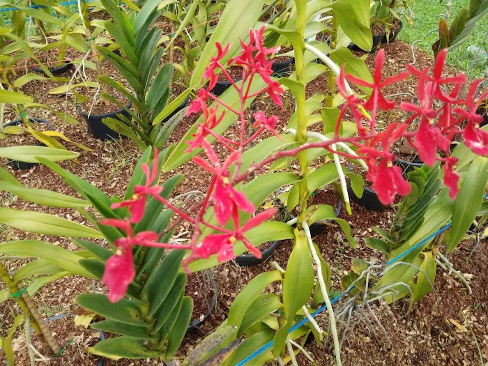 Orchid & Hibiscus Gardens Picture 4