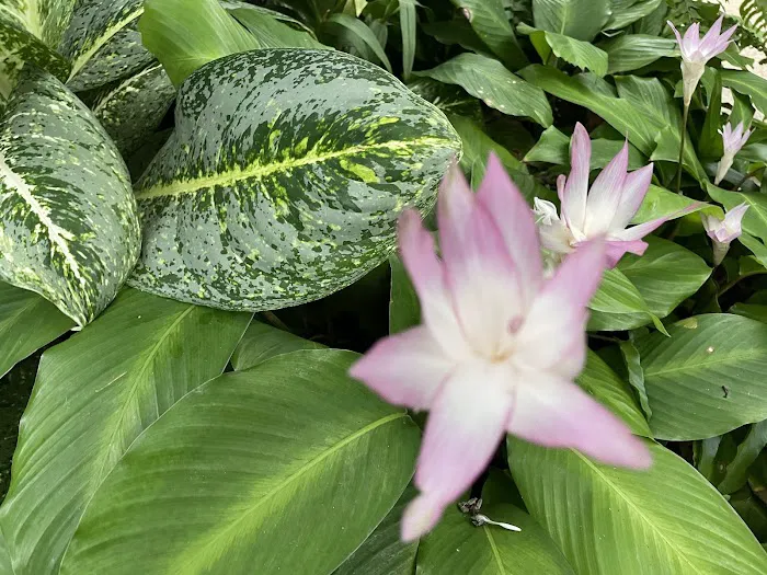 Orchid & Hibiscus Gardens Picture 8