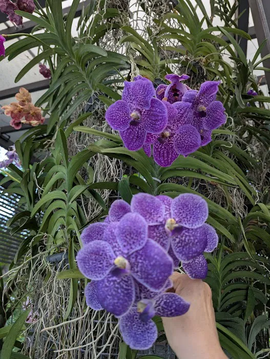 Orchid & Hibiscus Gardens Picture 3