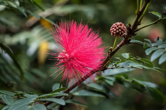 Orchid & Hibiscus Gardens Picture 6