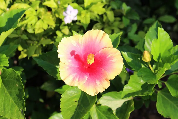 Orchid & Hibiscus Gardens Picture 9