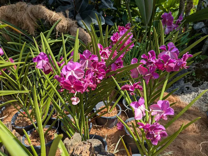 Orchid & Hibiscus Gardens Picture 1