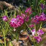 Orchid & Hibiscus Gardens