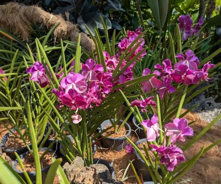 Orchid & Hibiscus Gardens