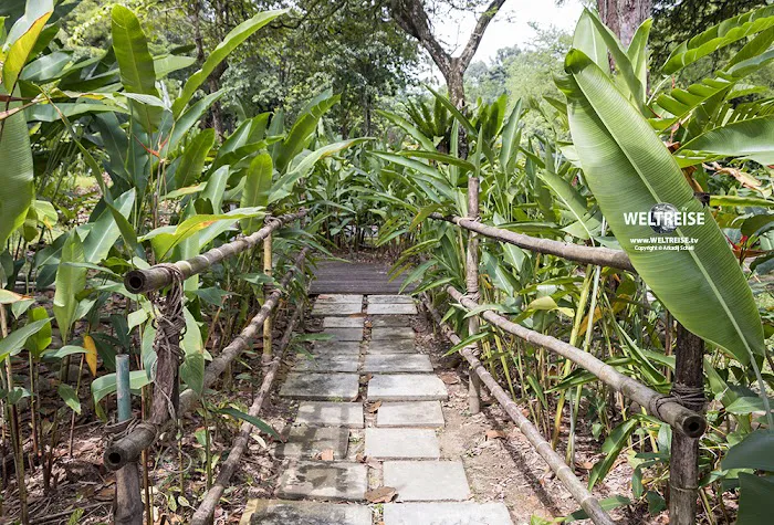 Heliconia Garden Picture 6