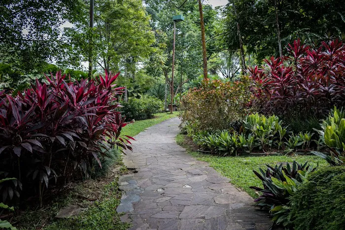 Heliconia Garden Picture 8