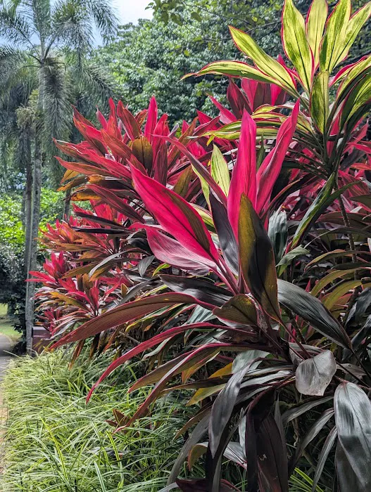 Heliconia Garden Picture 2
