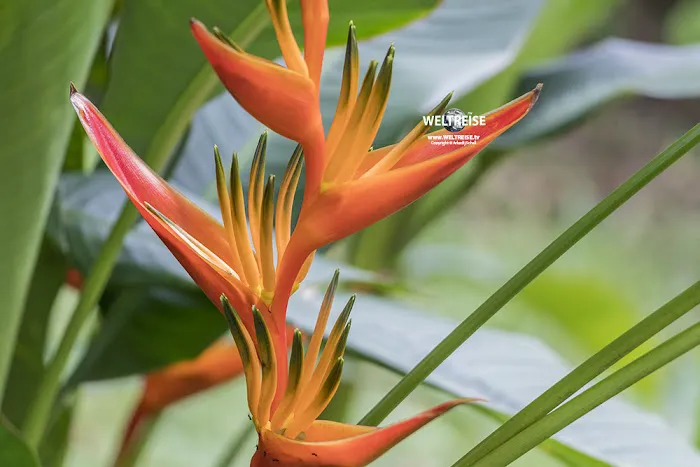 Heliconia Garden Picture 1