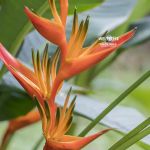 Heliconia Garden