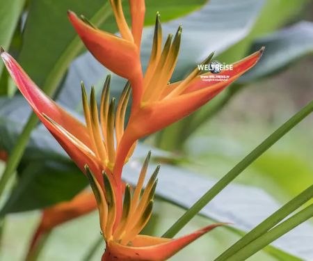 Heliconia Garden