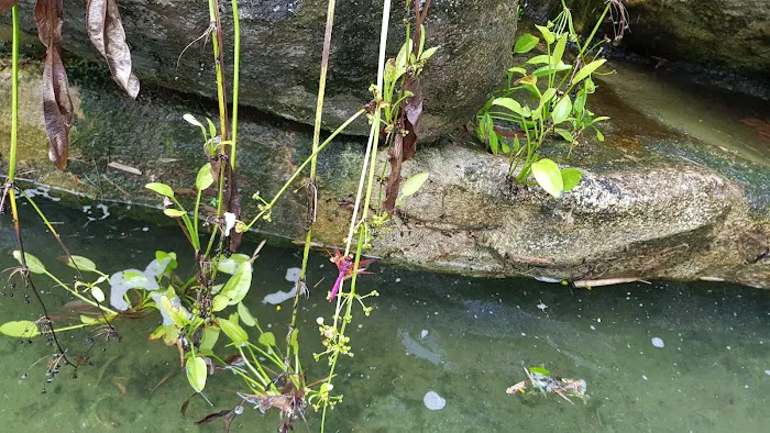 Oasis Garden Waterfall Picture 10
