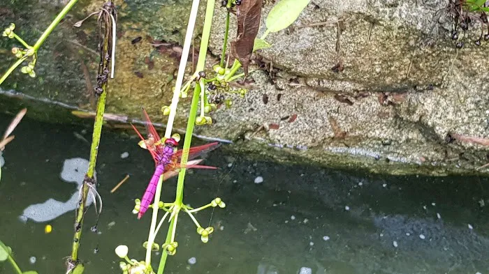 Oasis Garden Waterfall Picture 5